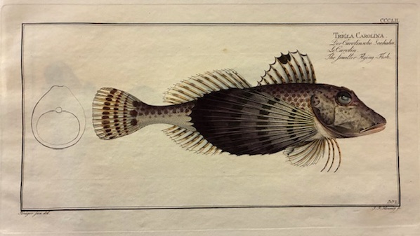Bloch Marcus Elieser (1723-1799) Trigla Carolina. Der Carolinsche Seehahn. Le Carolin. The smaller Flying-Fish
 1785 Berlino 